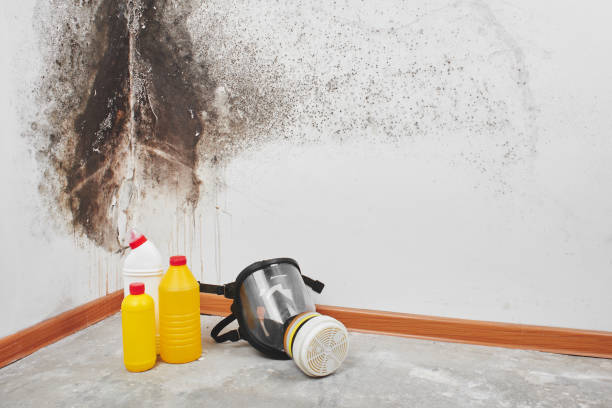 Best Attic Mold Remediation in Farmers Branch, TX