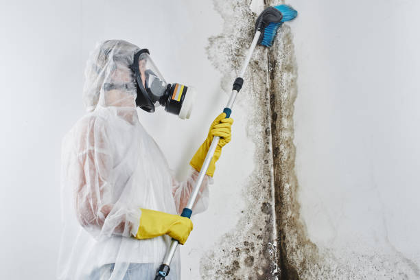 Best Mold Remediation for Specific Building Types in Farmers Branch, TX