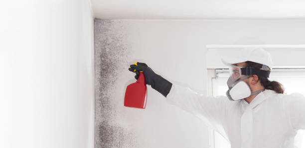 Best Commercial Mold Remediation in Farmers Branch, TX