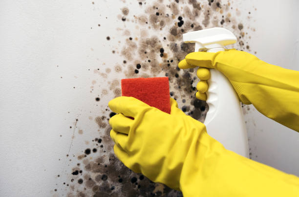 Best Crawl Space Mold Remediation in Farmers Branch, TX