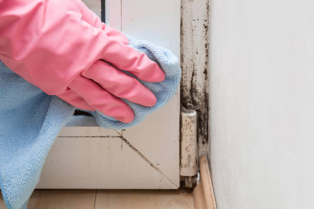 Best Black Mold Remediation in Farmers Branch, TX